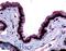Melatonin Receptor 1B antibody, LS-A930, Lifespan Biosciences, Immunohistochemistry frozen image 