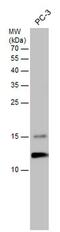 Elongin C antibody, PA5-78189, Invitrogen Antibodies, Western Blot image 