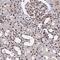 Zinc Finger Protein 607 antibody, HPA055018, Atlas Antibodies, Immunohistochemistry paraffin image 