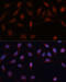 PYD And CARD Domain Containing antibody, 16-706, ProSci, Immunofluorescence image 