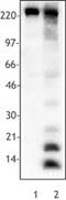 Acetylated-Lysine antibody, LS-C41115, Lifespan Biosciences, Western Blot image 