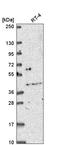 Odd-Skipped Related Transciption Factor 2 antibody, HPA063486, Atlas Antibodies, Western Blot image 