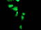 F-Box Protein 21 antibody, TA504014, Origene, Immunofluorescence image 