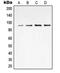 VGF Nerve Growth Factor Inducible antibody, MBS821915, MyBioSource, Western Blot image 