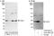 Cyclin-dependent kinase 1 antibody, A303-663A, Bethyl Labs, Immunoprecipitation image 