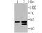 Basic Helix-Loop-Helix Family Member B9 antibody, NBP2-80434, Novus Biologicals, Western Blot image 