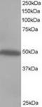 C-Src kinase antibody, TA302657, Origene, Western Blot image 