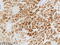 Folate Hydrolase 1 antibody, TA813986, Origene, Immunohistochemistry paraffin image 