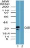 Megakaryocyte And Platelet Inhibitory Receptor G6b antibody, NBP2-24647, Novus Biologicals, Western Blot image 