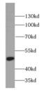 Cell cycle protein p38-2G4 homolog antibody, FNab06094, FineTest, Western Blot image 