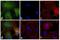 Rat IgG Isotype Control antibody, A18740, Invitrogen Antibodies, Immunofluorescence image 