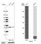 Peroxiredoxin 6 antibody, HPA006983, Atlas Antibodies, Western Blot image 