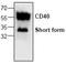 CDw40 antibody, TA318864, Origene, Western Blot image 
