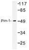 Pim-1 Proto-Oncogene, Serine/Threonine Kinase antibody, AP01350PU-N, Origene, Western Blot image 