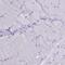 B9 Domain Containing 2 antibody, PA5-59923, Invitrogen Antibodies, Immunohistochemistry frozen image 