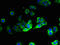 3-Hydroxyacyl-CoA Dehydratase 2 antibody, CSB-PA761567LA01HU, Cusabio, Immunofluorescence image 
