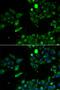 Cytochrome b-c1 complex subunit Rieske, mitochondrial antibody, LS-C334946, Lifespan Biosciences, Immunofluorescence image 