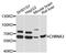 Cholinergic Receptor Nicotinic Alpha 3 Subunit antibody, STJ111103, St John