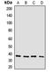 Gap Junction Protein Delta 2 antibody, LS-C668860, Lifespan Biosciences, Western Blot image 