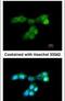Dual Specificity Phosphatase 10 antibody, PA5-28095, Invitrogen Antibodies, Immunofluorescence image 