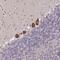 La Ribonucleoprotein Domain Family Member 1 antibody, HPA054819, Atlas Antibodies, Immunohistochemistry frozen image 
