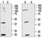 Cannabinoid Receptor 2 antibody, TA328689, Origene, Western Blot image 