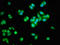 DNA dC->dU-editing enzyme APOBEC-3F antibody, LS-C673301, Lifespan Biosciences, Immunofluorescence image 