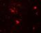 Zinc finger protein DPF3 antibody, NBP2-82087, Novus Biologicals, Immunocytochemistry image 
