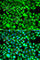 Proteasome Subunit Beta 8 antibody, A7340, ABclonal Technology, Immunofluorescence image 