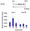 JunD Proto-Oncogene, AP-1 Transcription Factor Subunit antibody, NBP2-22439, Novus Biologicals, Chromatin Immunoprecipitation image 
