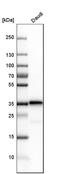 p33 antibody, HPA010592, Atlas Antibodies, Western Blot image 