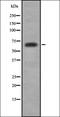 Mitogen-Activated Protein Kinase 4 antibody, orb337592, Biorbyt, Western Blot image 