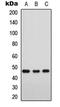 Forkhead Box D3 antibody, MBS8236299, MyBioSource, Western Blot image 