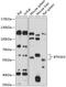 Butyrophilin Subfamily 3 Member A3 antibody, 15-458, ProSci, Western Blot image 