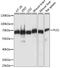 Plastin 1 antibody, LS-C750274, Lifespan Biosciences, Western Blot image 