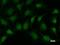 SMAD Family Member 1 antibody, LS-C342518, Lifespan Biosciences, Immunofluorescence image 