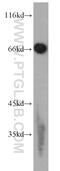 Early Growth Response 1 antibody, 22008-1-AP, Proteintech Group, Western Blot image 