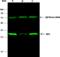 Adenylate kinase isoenzyme 4, mitochondrial antibody, 12406-MM08, Sino Biological, Immunoprecipitation image 