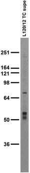 Cdc42 Guanine Nucleotide Exchange Factor 9 antibody, 75-476, Antibodies Incorporated, Western Blot image 