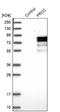 Proline Rich Mitotic Checkpoint Control Factor antibody, NBP1-87153, Novus Biologicals, Western Blot image 