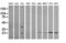RAB30, Member RAS Oncogene Family antibody, LS-C337852, Lifespan Biosciences, Western Blot image 