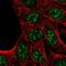 Kelch Domain Containing 7A antibody, PA5-63330, Invitrogen Antibodies, Immunofluorescence image 