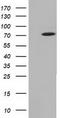 Myotubularin Related Protein 14 antibody, CF501737, Origene, Western Blot image 