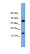 Proline-rich protein 15 antibody, NBP1-56966, Novus Biologicals, Western Blot image 