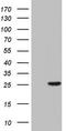 Sperm surface protein Sp17 antibody, TA804220, Origene, Western Blot image 