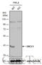 ERCC Excision Repair 1, Endonuclease Non-Catalytic Subunit antibody, GTX110562, GeneTex, Western Blot image 