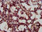 LIF receptor antibody, CSB-PA012929LA01HU, Cusabio, Immunohistochemistry frozen image 