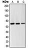 G Protein-Coupled Receptor Kinase 6 antibody, orb214004, Biorbyt, Western Blot image 