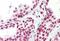 Forkhead Box H1 antibody, MBS248687, MyBioSource, Immunohistochemistry paraffin image 