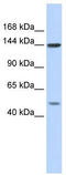 SF3b155 antibody, TA343786, Origene, Western Blot image 